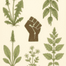 a clenched fist representing feminism on an old botanical illustration