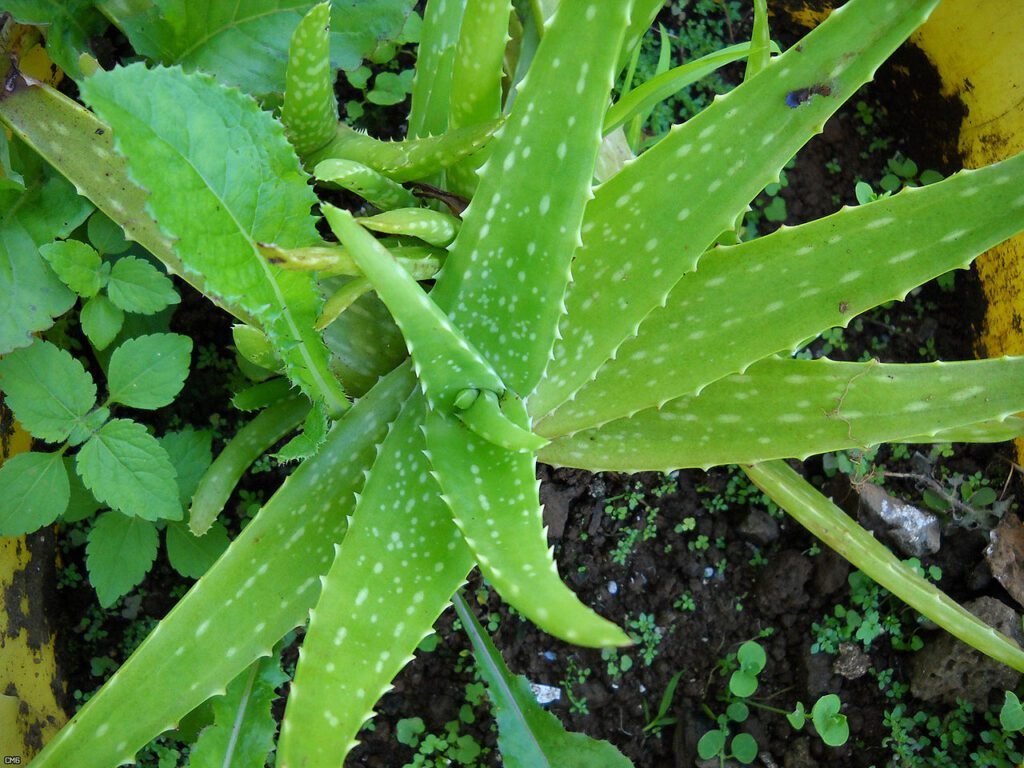 A detailed close-up shot of Aloe Vera leaves.