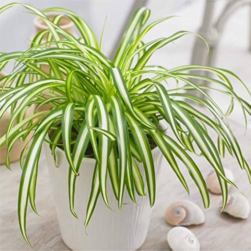 A close up image of the Spider Plant in a textured white pot.