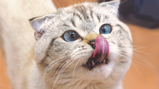 A chunky white and gray shorthaired cat with brilliant blues crossed as it licks it's nose.