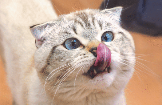 A chunky white and gray shorthaired cat with brilliant blues crossed as it licks it's nose.