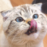A chunky white and gray shorthaired cat with brilliant blues crossed as it licks it's nose.