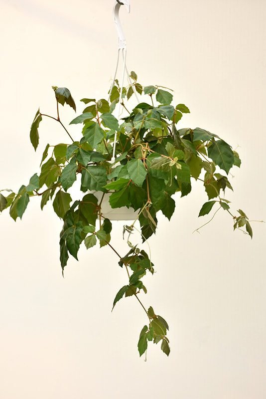 A hanging Grape Ivy plant with deep green leaves.