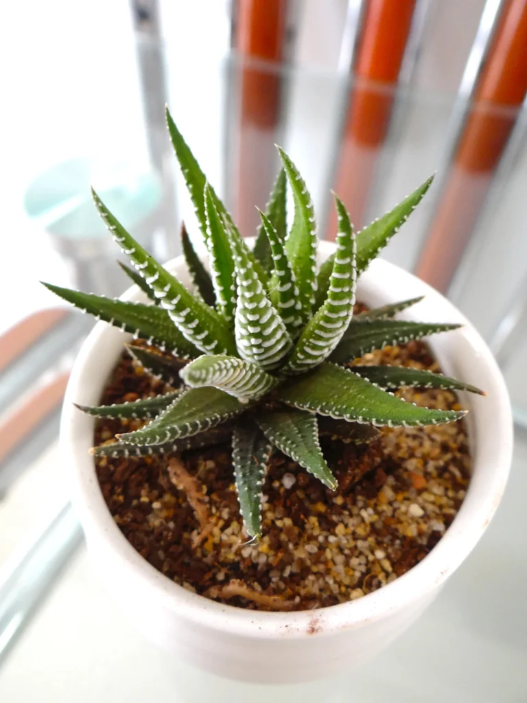 A close up image of the leaves of the Haworthia plant.