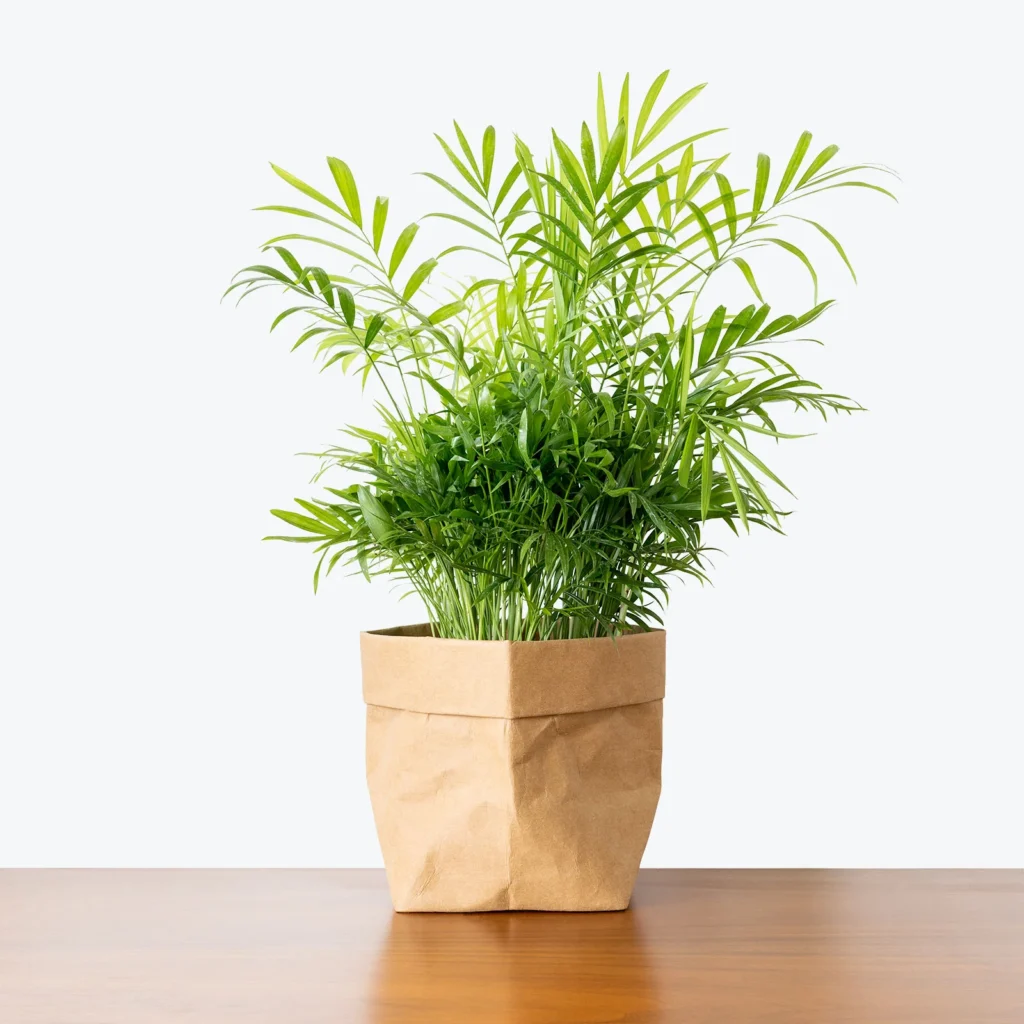 The Parlor Palm sitting in a paper bag pot.