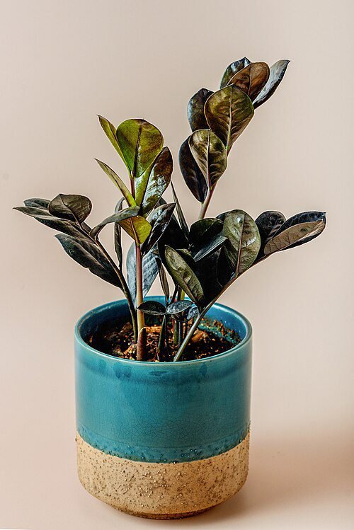 The ZZ plant in a handmade ceramic pot.