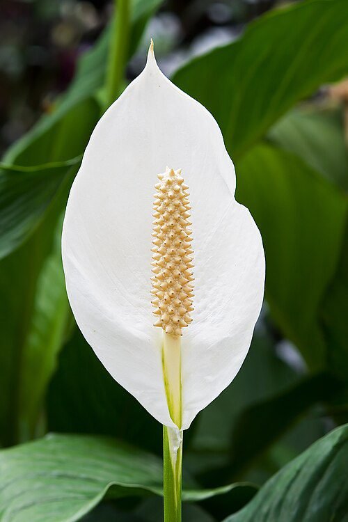 A white Peace Lily blossom.