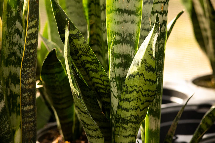 A close up view of the leaves of the Snake Plant.
