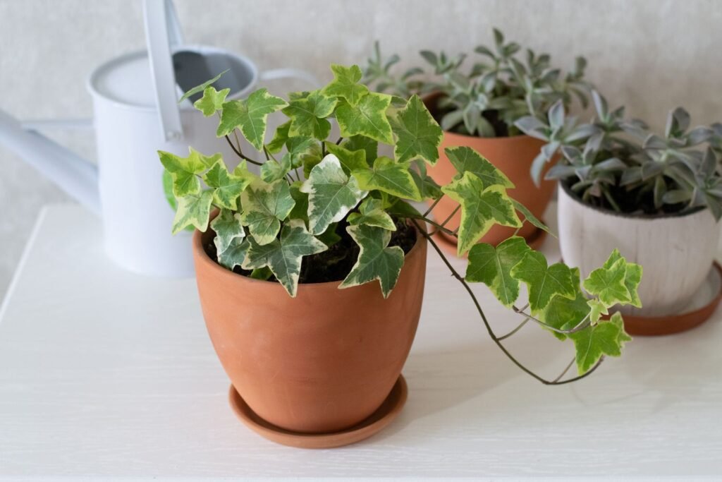 English Ivy in a clay pot sitting on a patio table among other plants.