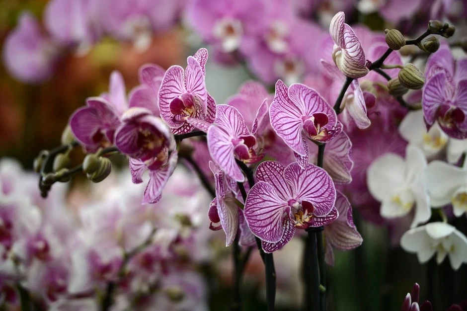 A gorgeous close up image of the delicate purple blossoms of the Moth Orchid plant.