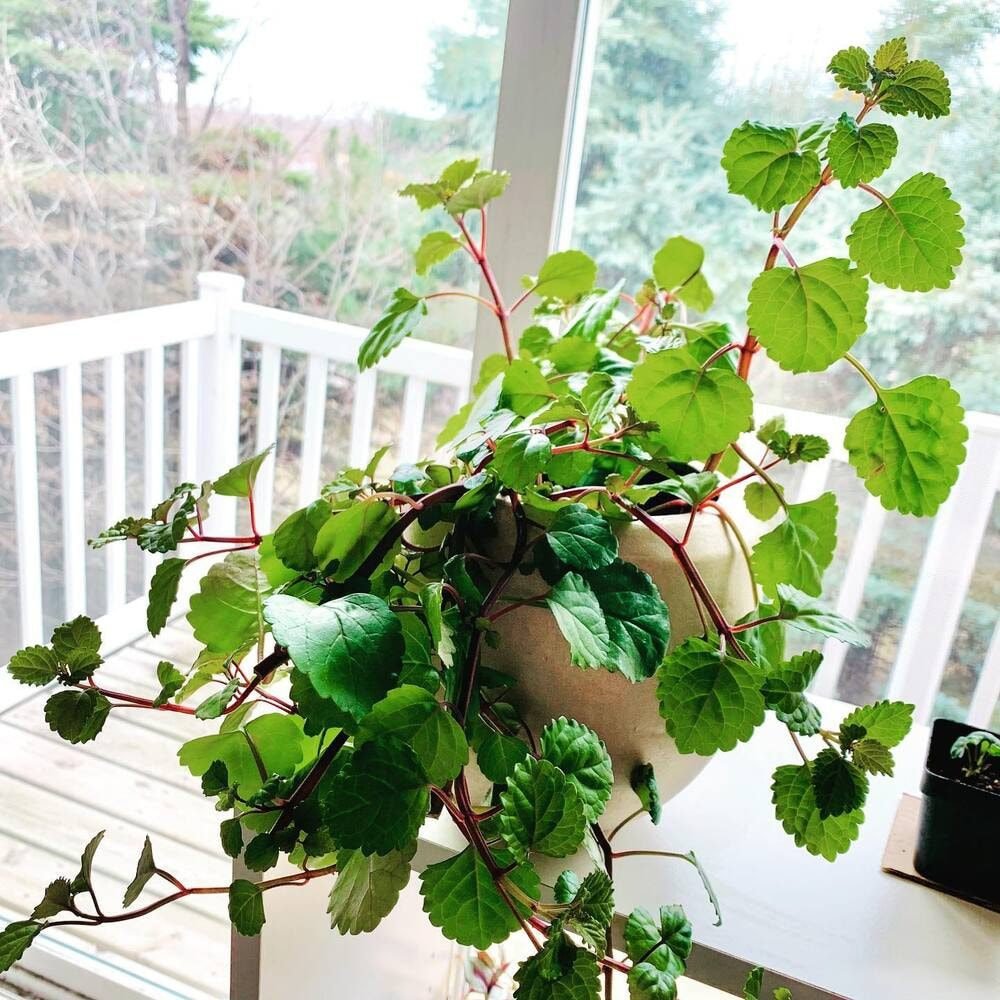 An image of a hanging Swedish Ivy plant in a ceramic pot.