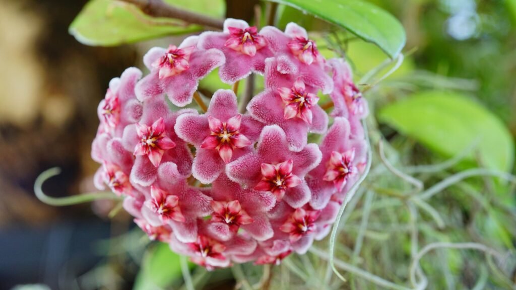 An incredible macro image of the magenta blossoms of the Hoya plant.