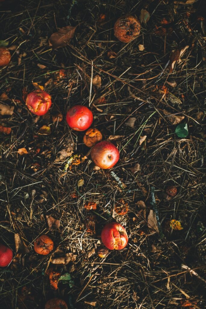 An image of a compost pile with red apples rotting on the top layer.